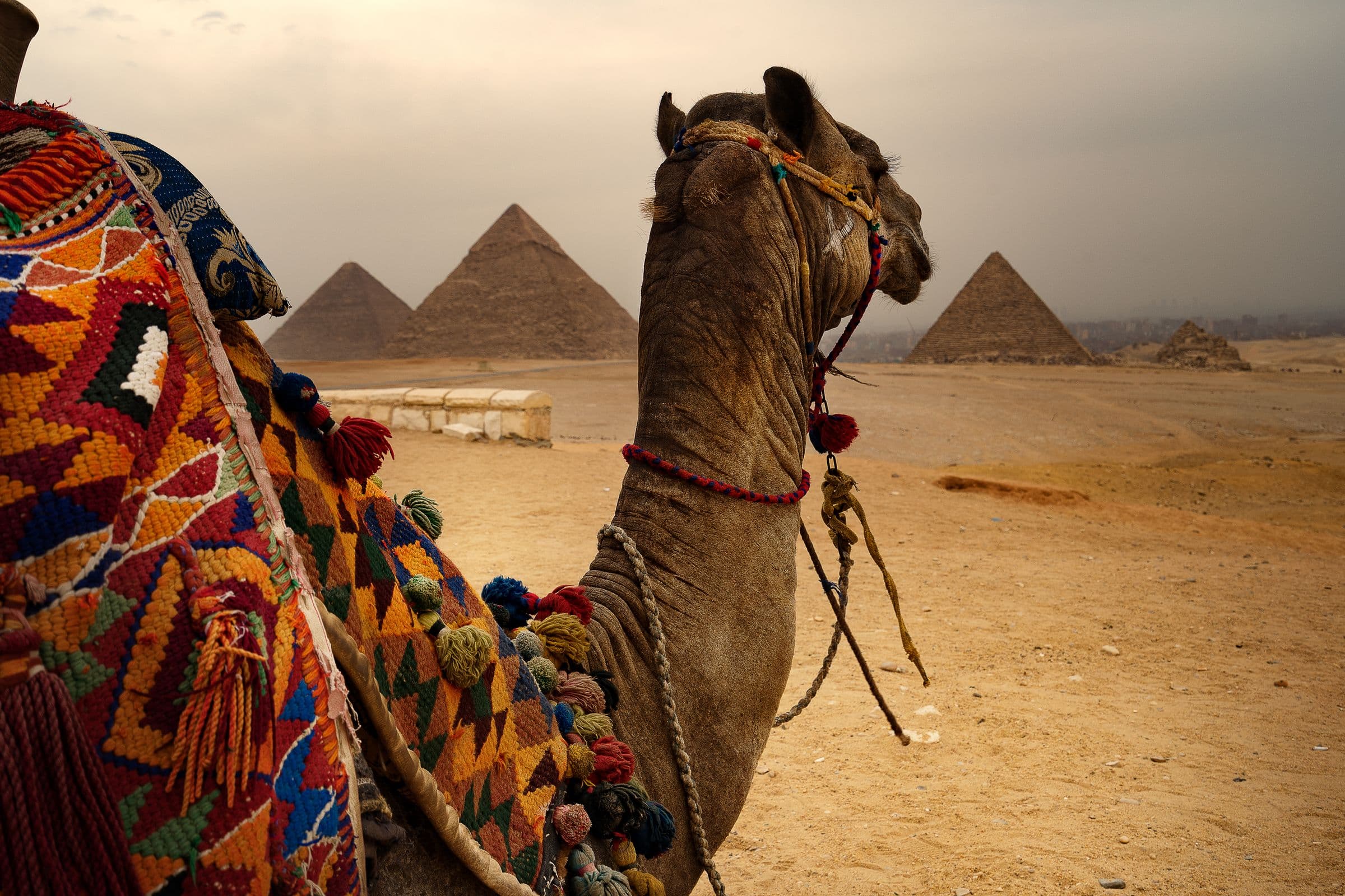 A decorated camel resting before the Pyramids of Giza